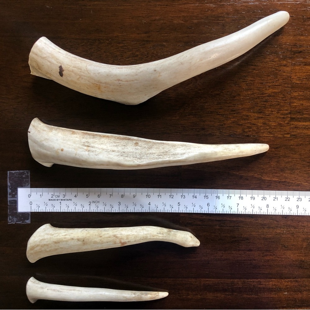 Dog antler chews!